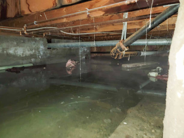 Best Flood damage cleanup  in Fort Mohave, AZ