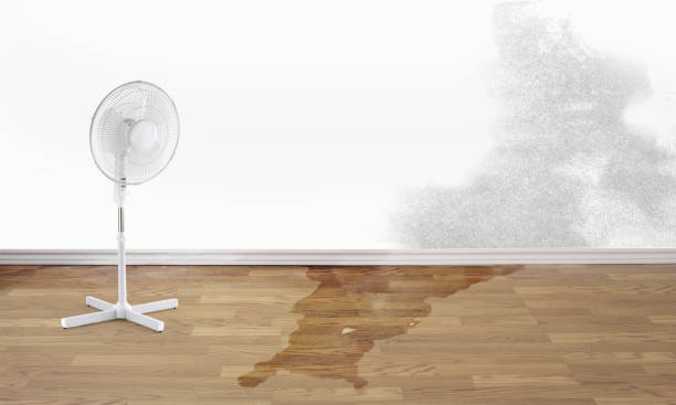 Best Water damage cleanup near me  in Fort Mohave, AZ